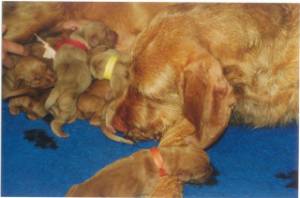 Moe en oneindig gelukkig