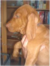 Quodijn's Andor Barat