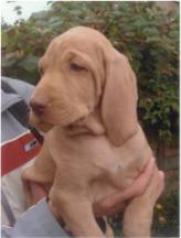 Quodijn's Angyalka Donna